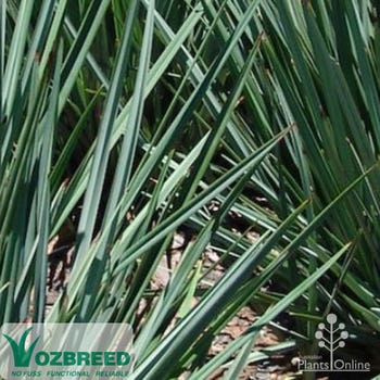 Dianella Little Rev
