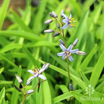blue flax lily Dianella Petite Marie flowers