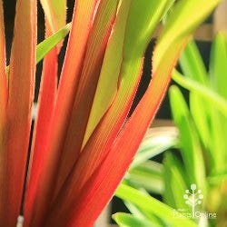 dianella Cherry Red Dianella Cherry Red
