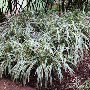 Dianella Silver Streak