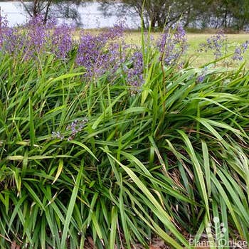 Dianella brevipedunculata - blue flax lily