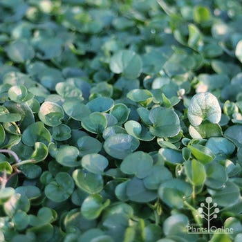 kidneyweed Dichondra repens