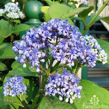 Dichroa - evergreen hydrangea