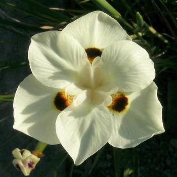 Dietes bicolor 