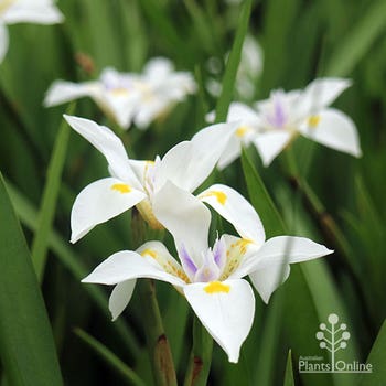 Dietes iridioides - butterfly iris