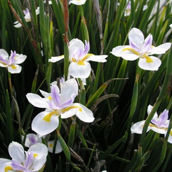 Dietes grandiflora (wild iris) 