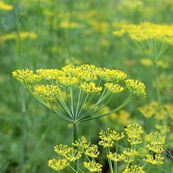 dill seeds