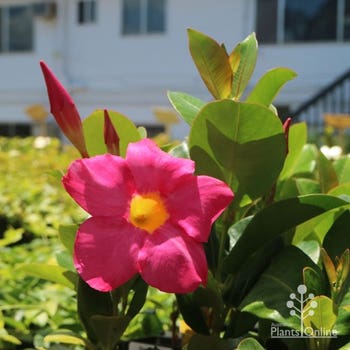 red dipladenia flower