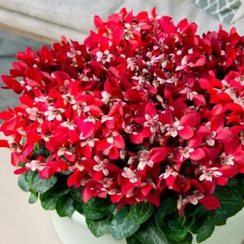 Cyclamen Djix Red