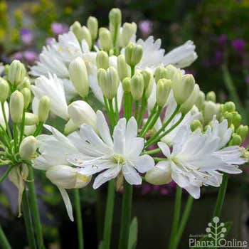 Agapanthus Double Diamond flowering