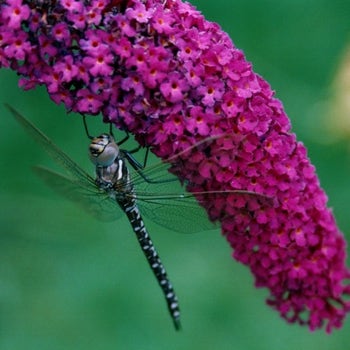 Royal Red buddleja and dragonfly