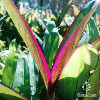 Cordyline Purple Prince