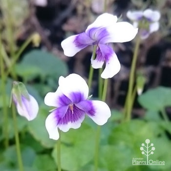 viola hederacea native violet flowers