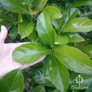 Viburnum Emerald Lustre size of leaves