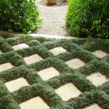 Ophiopogon (dwarf mondo) between pavers