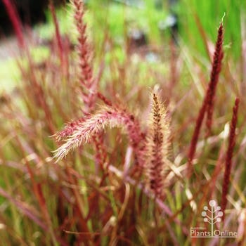 Pennisetum - dwarf purple fountain grass