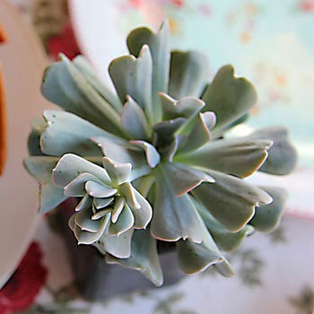Topsy Turvy Echeveria