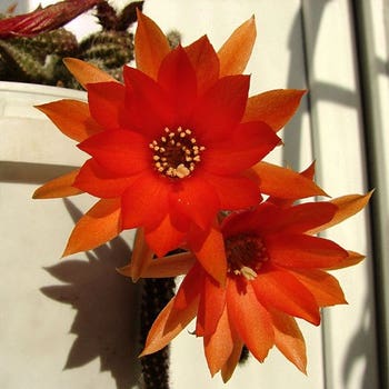Echinopsis chamaecereus - peanut cactus