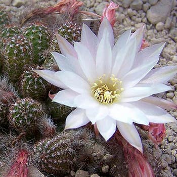 Echinopsis scoullar - easter lily cactus