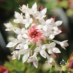 Edna Walling pimelea