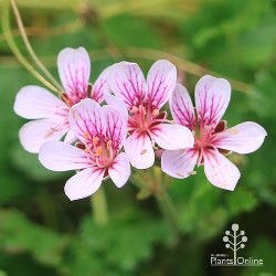 Edna Walling pelargonium