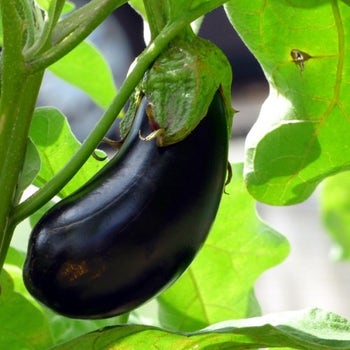 Eggplant Black Beauty - seed