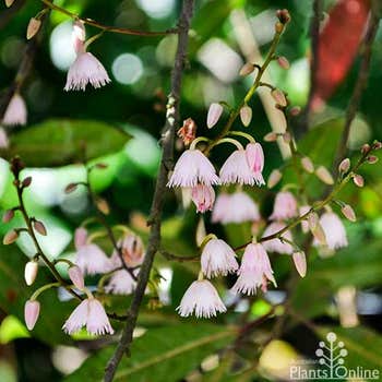Elaeocarpus Prima Donna flowers