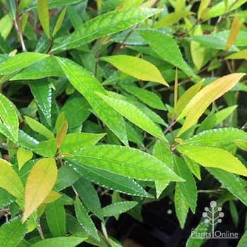 Elaeocarpus Green Dream foliage