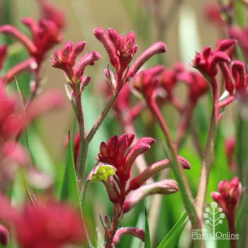 Bush Elegance kangaroo paw
