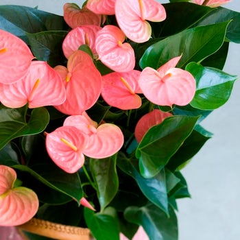 Anthurium Emma