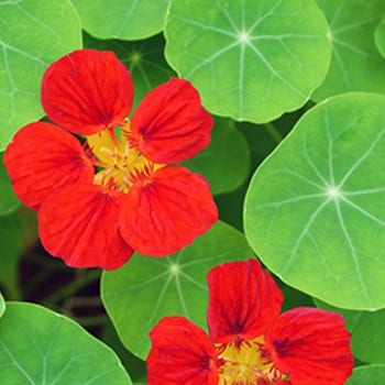 Nasturtium Empress of India - seed