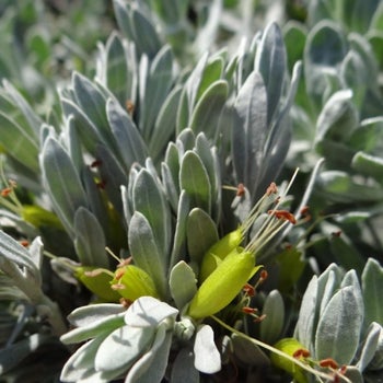 Eremophila Silver Ball - emu bush