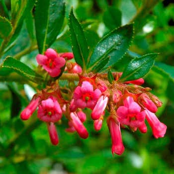 Escallonia Pink Pixie
