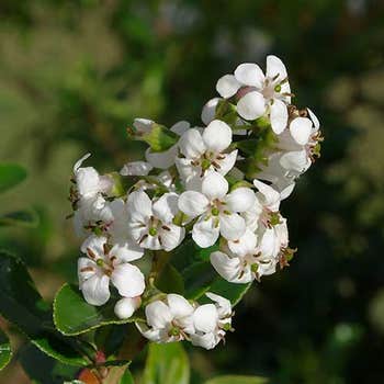 white Escallonia Iveyi