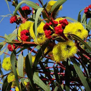 Australian Wildflower Illyarrie Redcap Gum - seed