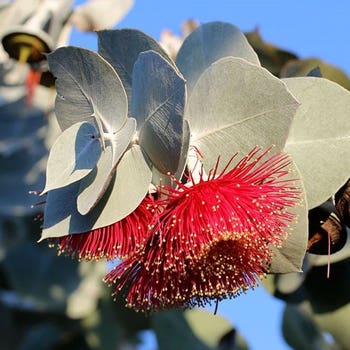 Australian Wildflower Bush Rose gum - seed
