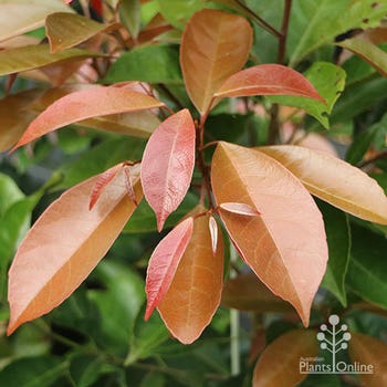 Elaeocarpus Eumundi leaf colour