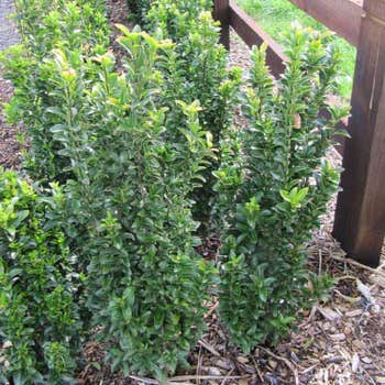 Euonymus Green Rocket