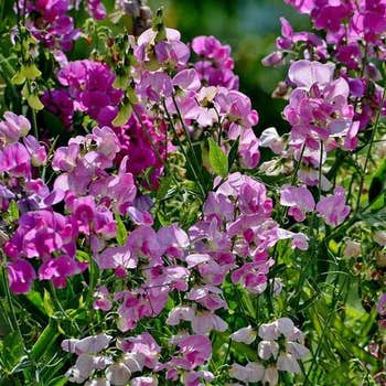 Sweet Pea everlasting mix - seed