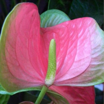 Anthurium Fantasy Love