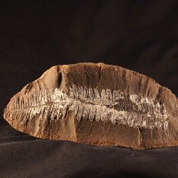 fern fossil