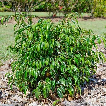 Ficus benjamina Midnight Petite