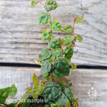 Ficus pumila minima leaf