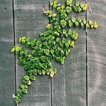 Ficus pumila (creeping fig) self clinging vine