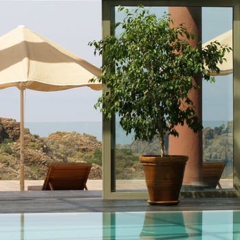 Ficus benjamina