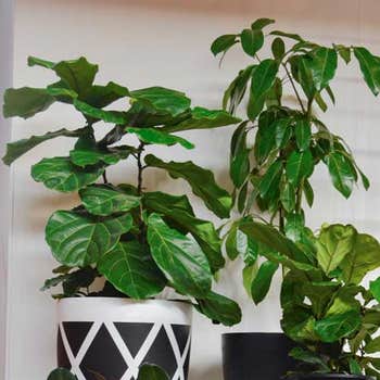 Ficus Bambino on left