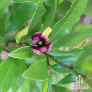 Michelia figo purple flowerbud