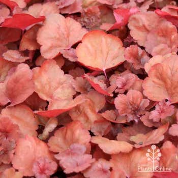 Heuchera Fire Alarm leaf colour