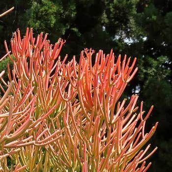 Euphorbia tirucalli - firesticks