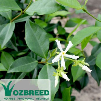 Trachelospermum Flat Mat flower